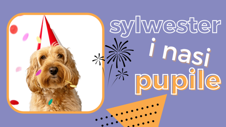 Jak przygotować psa na sylwestrową noc?