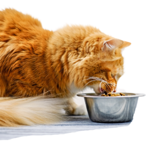 Kot jedzący z miski. Naturalne karmy mięsna dla kota i psa Ka-met