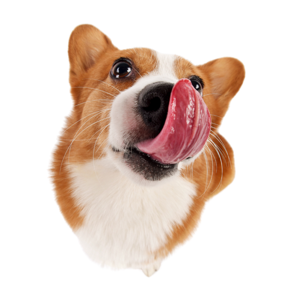 Pies oblizujący nosek - naturalne karmy mięsne Ka-met